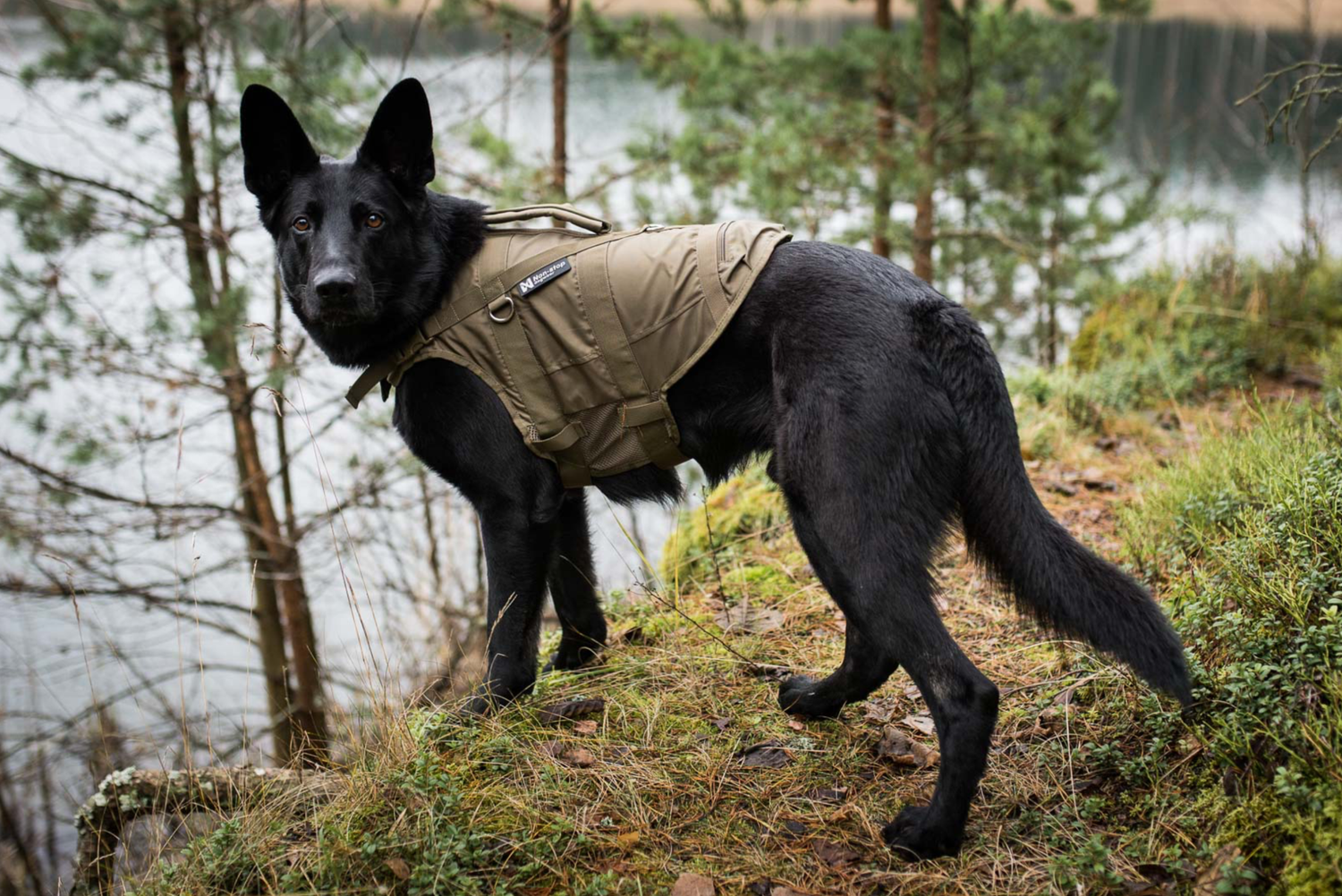 Fördelar med simträning med flytväst för hundar