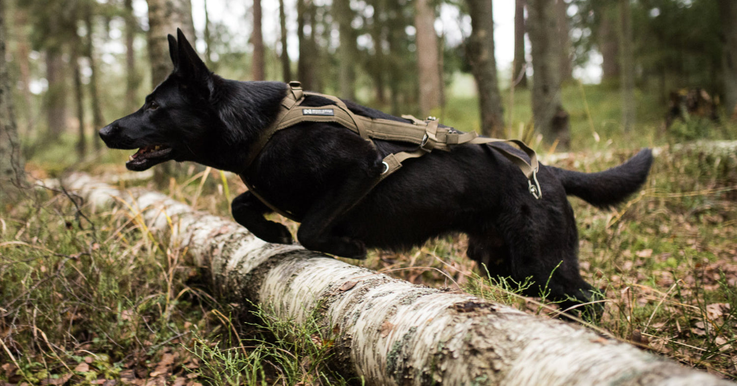 Freemotion Harness - dragsele för tjänstehund.