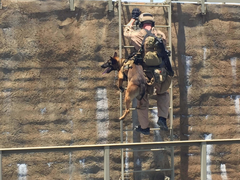 Bärsele för hund - K9 Messenger Sling - Working K9 Scandinavia