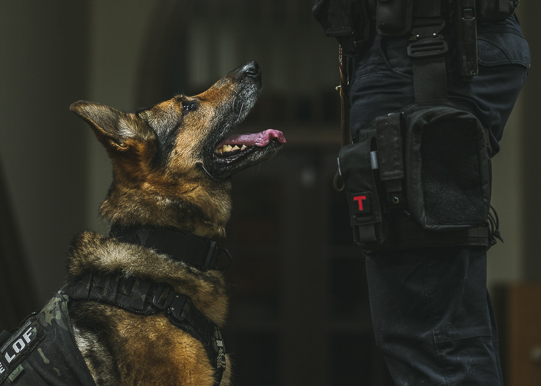 Hundhalsband för tjänstehund och brukshund - K9 Sentry Collar - Working K9 Scandinavia