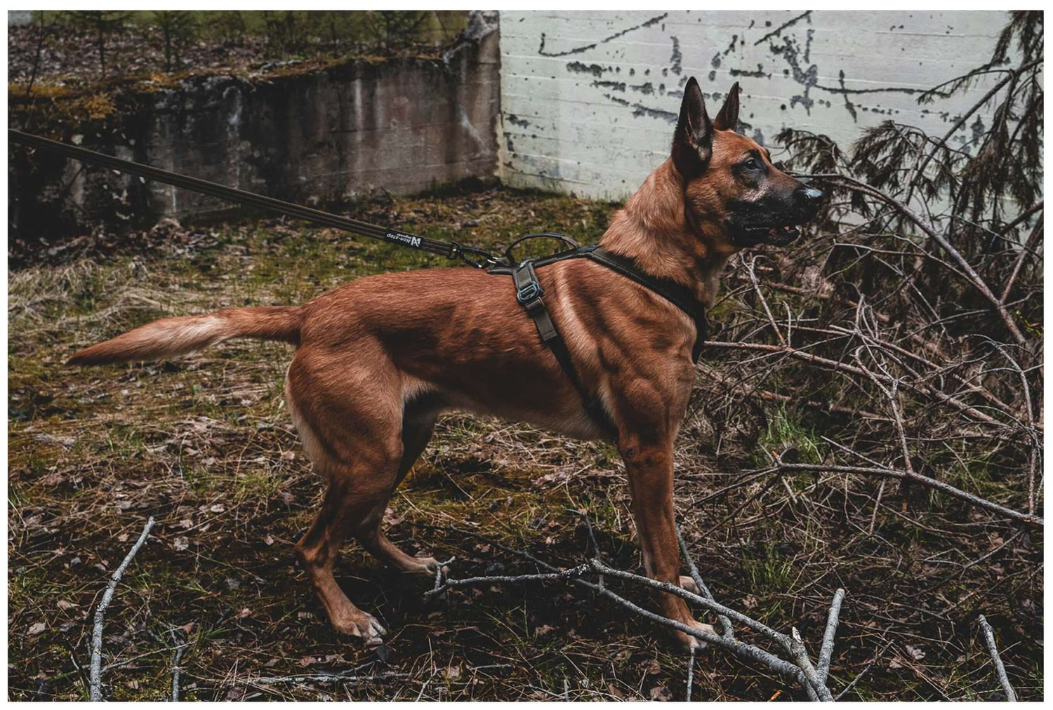 Strong Leash - perfekt allroundkoppel för din tjänstehund