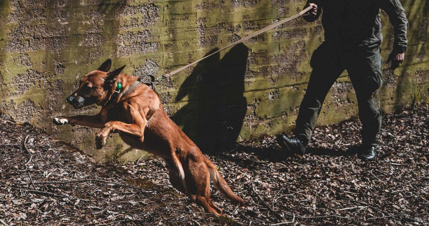 Strong Leash - perfekt allroundkoppel för din tjänstehund